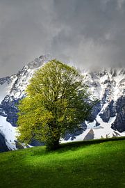 Lonely tree in spring in Allgäu in front of snow covered alps near Füssen by Daniel Pahmeier