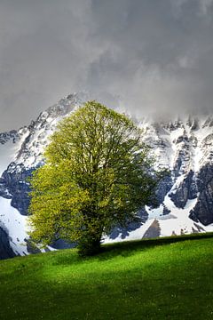 Eenzame boom in het voorjaar in de Allgäu voor de besneeuwde Alpen bij Füssen van Daniel Pahmeier