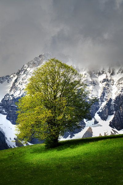 Lonely tree in spring in Allgäu in front of snow covered alps near Füssen by Daniel Pahmeier