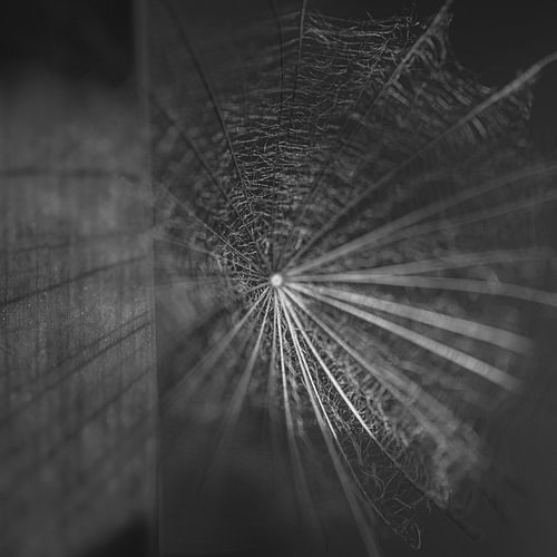 Gewebt in Schwarz und Weiß 2