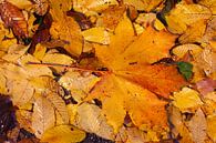 Ahornblad, kleurrijk herfstblad dat op de grond ligt, Duitsland van Torsten Krüger thumbnail