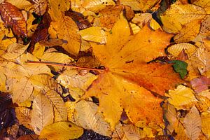 Ahornblatt, buntes Herbstlaub auf dem Boden liegend, Deutschland