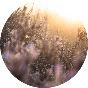 Terletse heide part 2