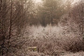 Het Bergherbos op een winterse ochtend. van René Jonkhout