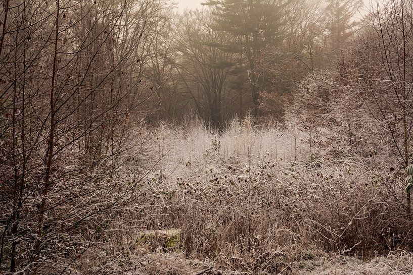 The Bergherbos on a winter morning. by René Jonkhout