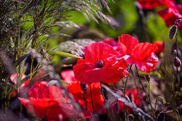 Mohnblume von Rob Boon