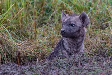 jonge hyena van Peter Michel