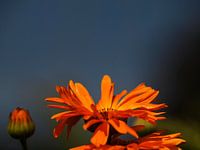 Mooie Bloem