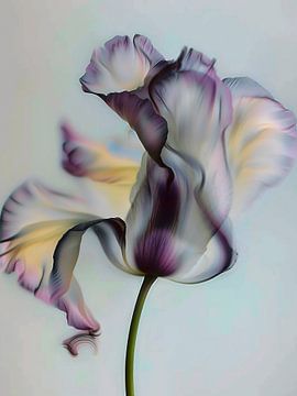 Abstracte gladde tulpenbloem van haroulita