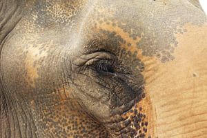 Elefant