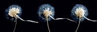 Triptych of fluffy dandelions panorama by Digitale Schilderijen thumbnail