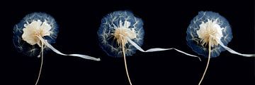 Triptych of fluffy dandelions panorama by Digitale Schilderijen