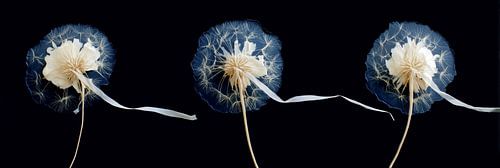 Triptyque de pissenlits touffus panorama sur Digitale Schilderijen