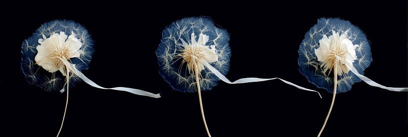 Triptych of fluffy dandelions panorama by Digitale Schilderijen