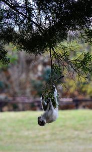 Zuid-Afrikaans aapje spelend in boom von Mylène Amoureus