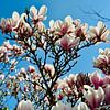 Magnolia in bloei van Plus Passie