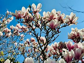 Magnolia en fleurs