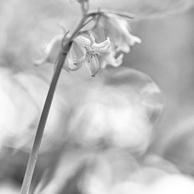 Woodland hyacinth close-up. by Peter Haastrecht, van
