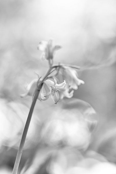 Bos hyacint close-up. van Peter Haastrecht, van