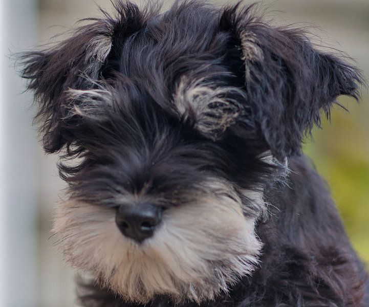 Un chiot schnauzer regarde de près par Jolanda de Jong-Jansen