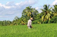 Bauer auf dem Land, Bali von Inge Hogenbijl Miniaturansicht