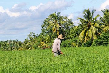 Farmer on land, Bali by Inge Hogenbijl