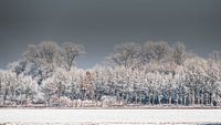 trees in winter by t.a.m. postma thumbnail