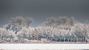 arbres en hiver sur t.a.m. postma