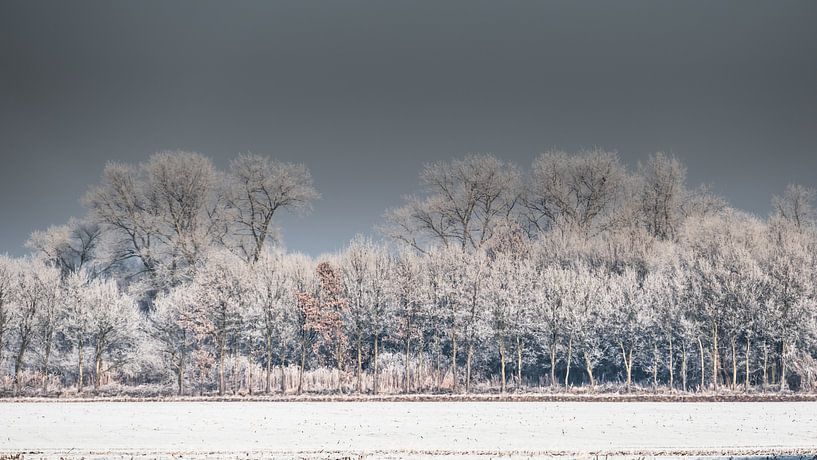 Bäume im Winter von t.a.m. postma