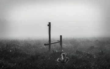 Een mistige blik over het veld