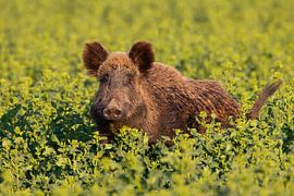 Wildschwein im Raps von Sven-Erik Arndt