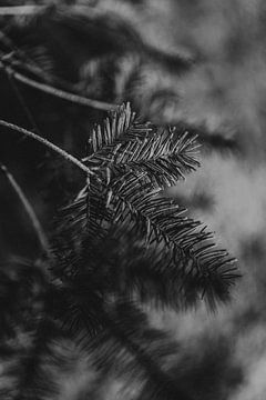 Winters licht op een dennentak in het bos van Holly Klein Oonk