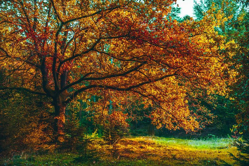 autumn by snippefotografie