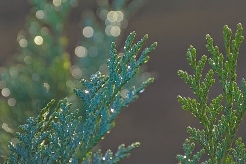 Detail van een conifeer met bokeh lichtcirkels