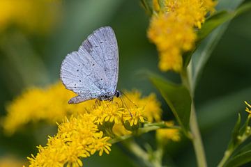 Arbre bleu (papillon) sur une fleur jaune. sur Janny Beimers