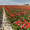 Bollenveld Noord Nederland van Anjo ten Kate