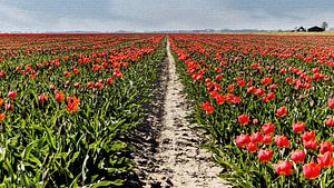 Bollenveld Noord Nederland