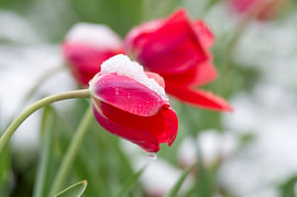 Rote Tulpen, bedeckt mit frischem Schnee und Wassertropfen von Milcho Milev