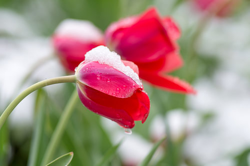 Rode tulpen bedekt met verse sneeuw en waterdruppels
