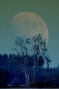 Concept landscape : Moon behind a tree van Michael Nägele thumbnail