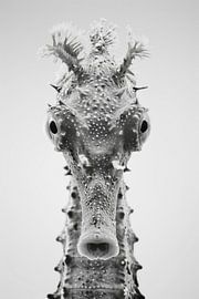 Seepferdchen von Poster Art Shop