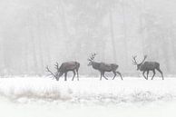Red deer in the snow. by Albert Beukhof thumbnail