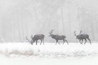 Red deer in the snow.