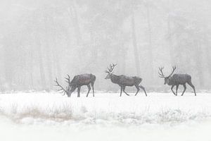 Rothirsche im Schnee.