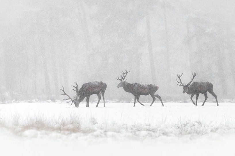 Red deer in the snow. by Albert Beukhof