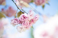 Japanese cherry