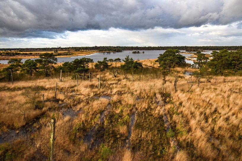 Kalmthout, België van Jarne Buttiens