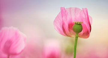 poppy dream by Daniela Beyer