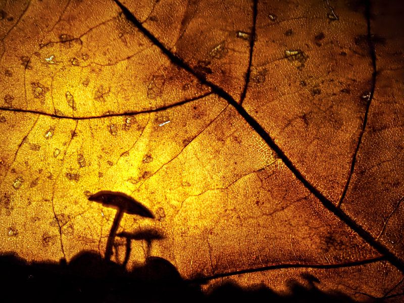 Mini-Pilze hinter einem Herbstblatt von Herman Heus