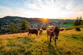 Cows at the Staufen with a view of Oberstaufen at sunset by Leo Schindzielorz